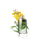 گلدان آپارتمانی ورزیا زبرا - Image 2